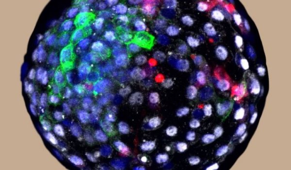 El polémico experimento con embriones que contienen células de mono y humano