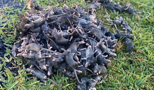 «El suelo se mueve por los ratones»: por qué Australia atraviesa la peor plaga de roedores en años