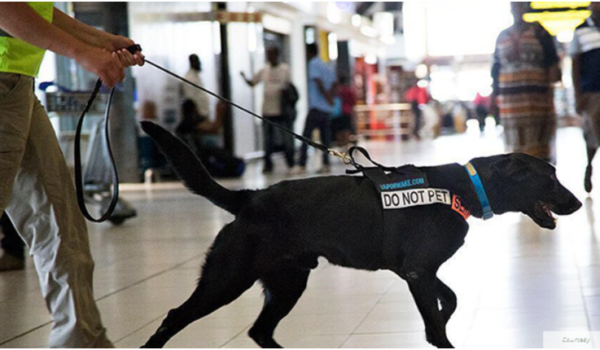 Entrenan perros para detectar COVID-19 en aeropuertos