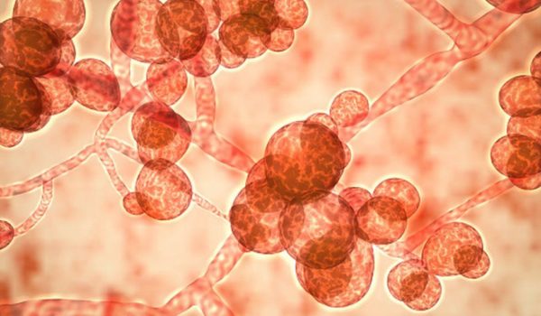 Coronavirus: Candida auris, el otro hongo resistente a los antibióticos que amenaza la recuperación de los pacientes con covid-19 en India