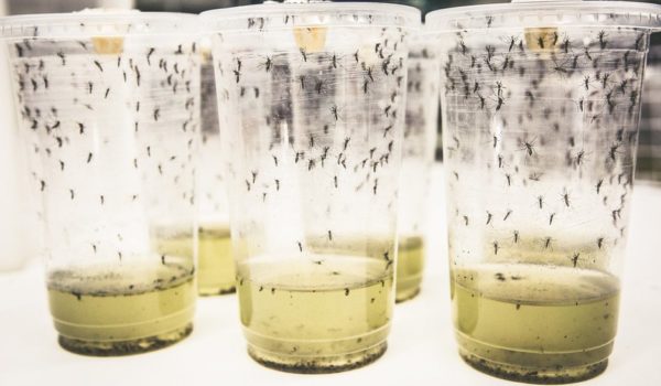 Dengue: el «revolucionario» experimento con mosquitos que redujo los contagios en un 77%