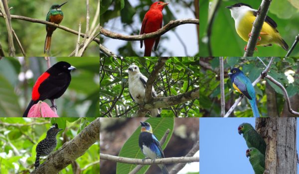 29 pajaritos que habitan Nicaragua captados en su hábitat y en alta resolución… ¿A cuántos de ellos conoce?