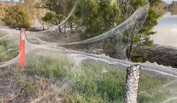 Las enormes telarañas que cubrieron un territorio en Australia tras una tempestad
