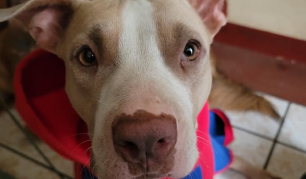 ¿Los pitbull son agresivos por naturaleza? Así influye la forma de crianza en su comportamiento