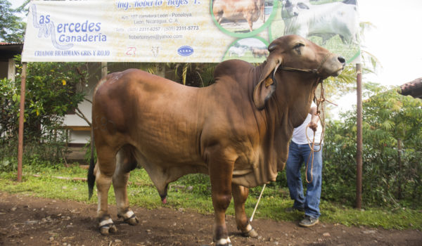 Hato ganadero nica de calidad