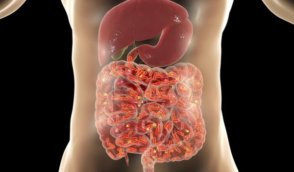 ¿Qué función tienen los hongos que habitan en nuestro intestino?