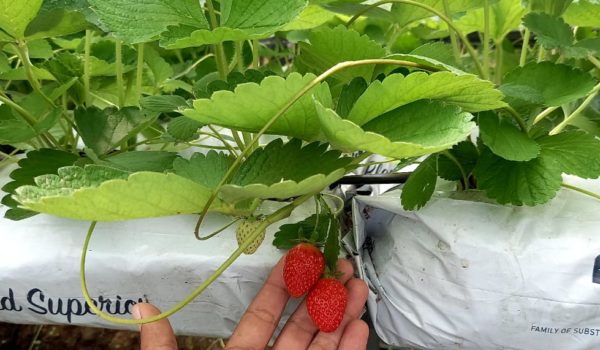 Nicaragua se lanza a producir fresas en Jinotega con tecnología de Estados Unidos