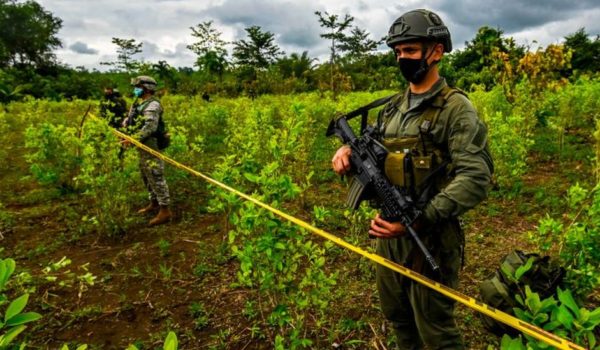 Por qué en Colombia se está produciendo más cocaína si hay menos cultivos de coca