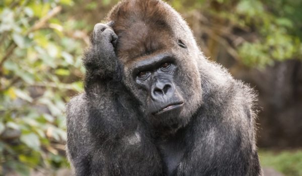 Por qué los animales reconocen números pero sólo los humanos pueden hacer matemáticas