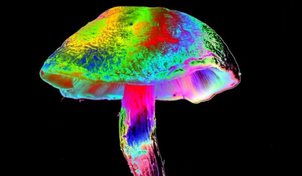 ¿Cuándo empezamos los humanos a experimentar con drogas y alcohol? (Y el caso especial de América)