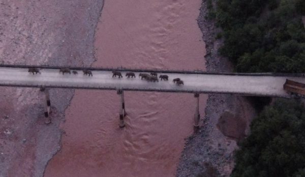 La manada de elefantes que recorrió más de 500 kilómetros y desconcertó a los científicos finalmente se dirige a casa