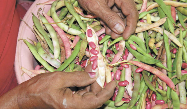 Nicaragua produce más frijoles, pero es casi imposible llevarlos a la mesa por elevados precios