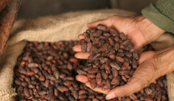 Nicaragua asume compromisos con la Organización Internacional del Cacao, pese a que descabezó al sector