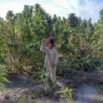 cannabis talibanes