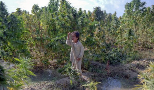 cannabis talibanes