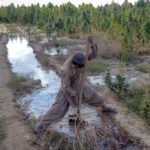 cannabis talibanes