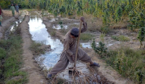 cannabis talibanes