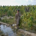 cannabis talibanes