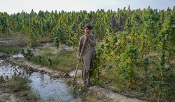 cannabis talibanes