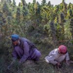 cannabis talibanes