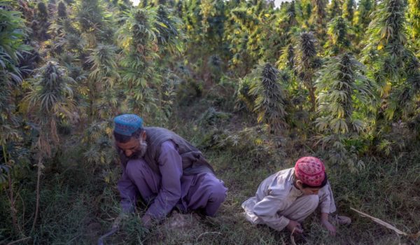 cannabis talibanes