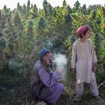 cannabis talibanes