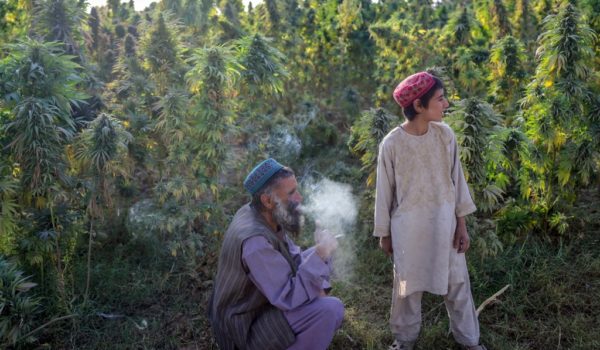 cannabis talibanes