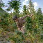 cannabis talibanes
