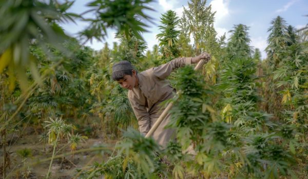 cannabis talibanes