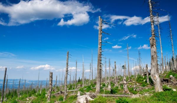 3 desastres medioambientales que casi hemos solucionado (y qué lecciones podemos aprender para la lucha contra el cambio climático)