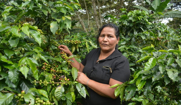 FDL apoya a cafetaleros