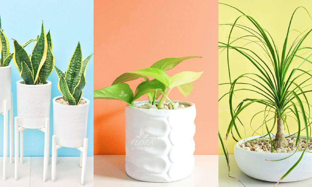Plantas fáciles de cuidar