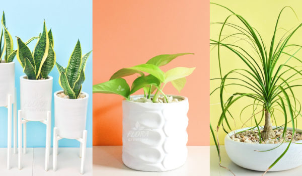 Plantas fáciles de cuidar
