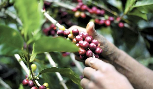 Producción cafetalera de Nicaragua está en riesgo. Estos son los motivos
