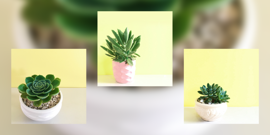 plantas de regalo