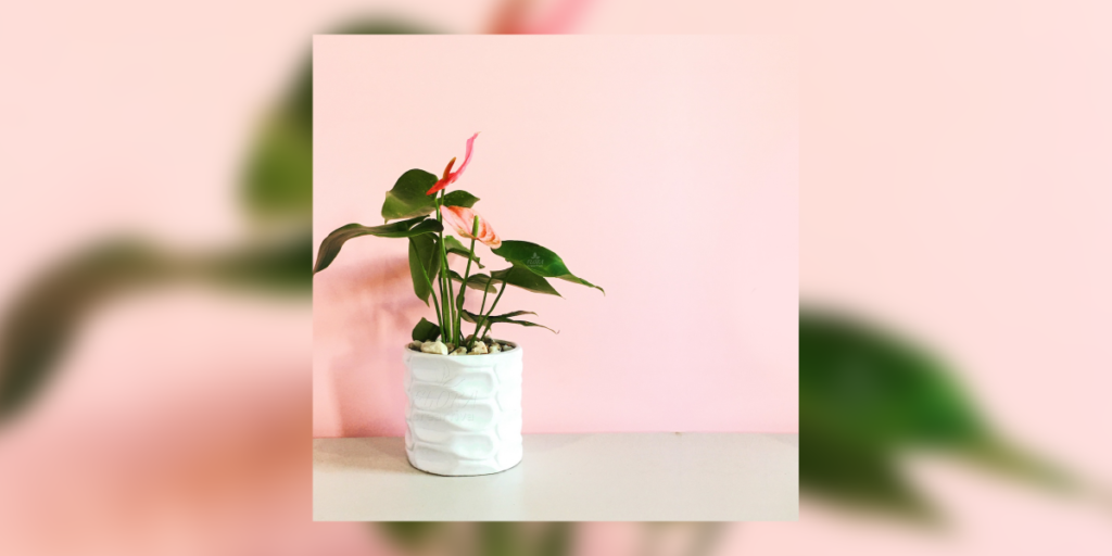 plantas de regalo