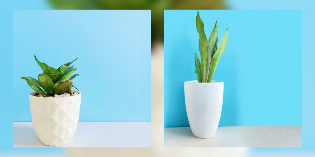 plantas de regalo