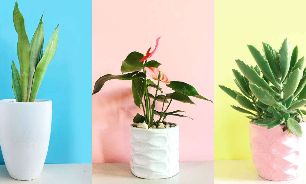 plantas de regalo