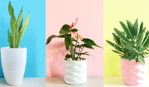 plantas de regalo