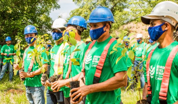 Cámara Minera apuesta a la reforestación y proyectos sociales