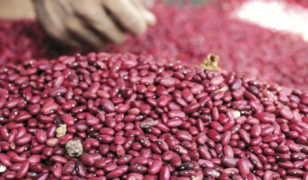 Fuerte salida de frijoles al exterior, mientras los hogares en Nicaragua pagan el doble que hace un año por cada libra