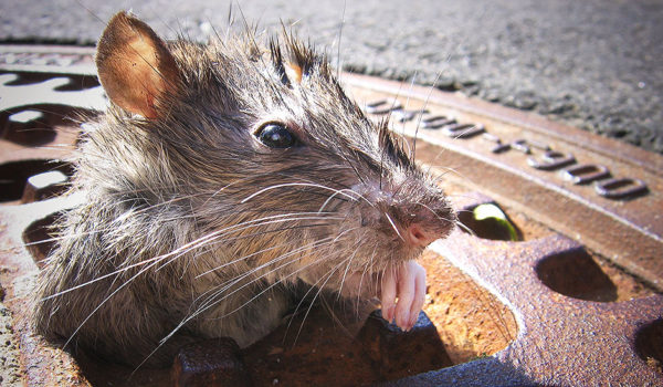 “Si comes aquí, estás cenando con ratas”: la plaga de roedores en Nueva York por las terrazas de los restaurantes