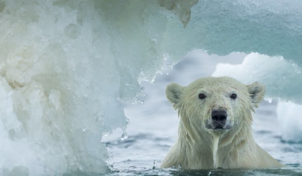Qué es la Última Área de Hielo del Ártico (y por qué es clave para el futuro de la vida en el planeta)