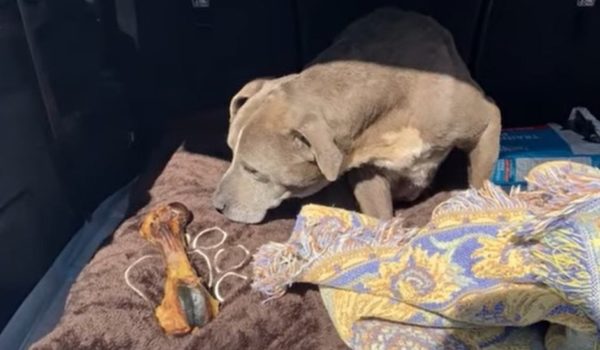 La perrita que volvió a su casa después de 12 años