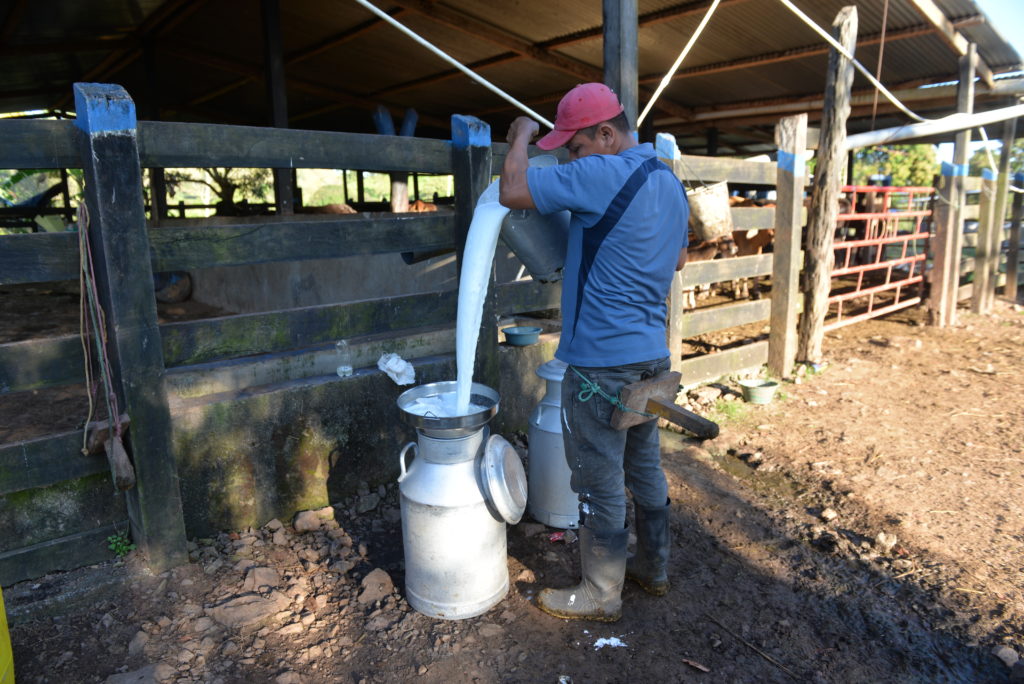 Los productores de leche cercanos a Managua no producen mucho queso porque tienen la leche comprometida con grandes acopiadoras. LA PRENSA/ JADER FLORES