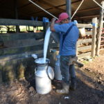 Los productores de leche cercanos a Managua no producen mucho queso porque tienen la leche comprometida con grandes acopiadoras. LA PRENSA/ JADER FLORES
