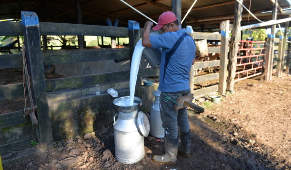 Los productores de leche cercanos a Managua no producen mucho queso porque tienen la leche comprometida con grandes acopiadoras. LA PRENSA/ JADER FLORES