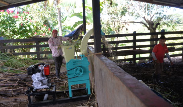 Picando zacate taiwan para dar de comer a las vacas en verano. LA PRENSA/ JADER FLORES