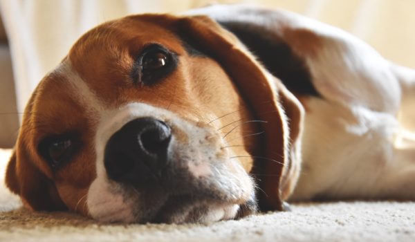 perro, beagle, Estados Unidos