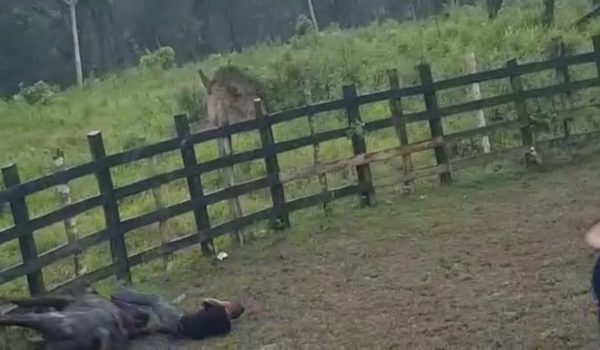 Nelo Guido ya hace en el suelo al lado del toro El Azabache que lo botó mortalmente al resbalar. LA PRENSA/ cortesía de Radio Megahit. 99.7. FM de Santos Tomás, Chontales.